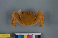 藏品(白紋方蟹)的圖片